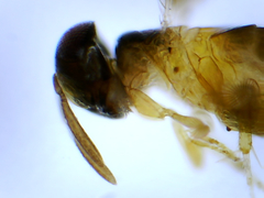 Signiphoridae