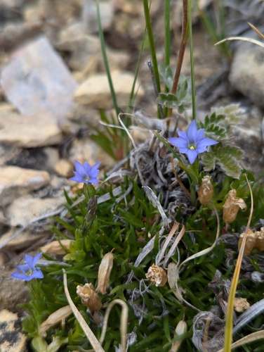 Image of Gentiana prostrata by (c) My-Lan Le, some rights reserved (CC BY)