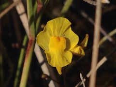 Utricularia gibba image