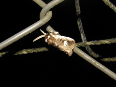 Podalia intermaculata