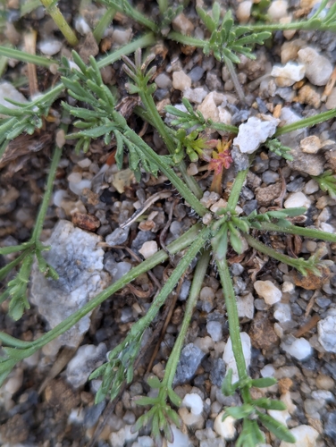 Image of Erigeron pinnatisectus by (c) My-Lan Le, some rights reserved (CC BY)