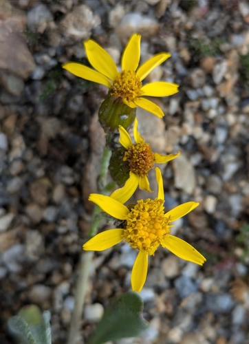 Image of Packera werneriifolia by (c) My-Lan Le, some rights reserved (CC BY)