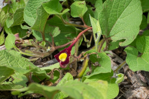 Aristolochia cardiantha (Aristolochia cardiantha)