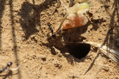 Proformica