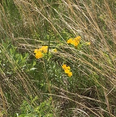 Lithospermum canescens