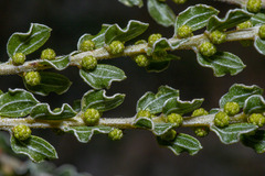 Acacia glandulicarpa, photograph Eamonn Culhane, CC BY, iNaturalist via GBIF