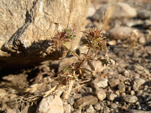 Image of Navarretia atractyloides by (c) Daniel S., some rights reserved (CC BY)