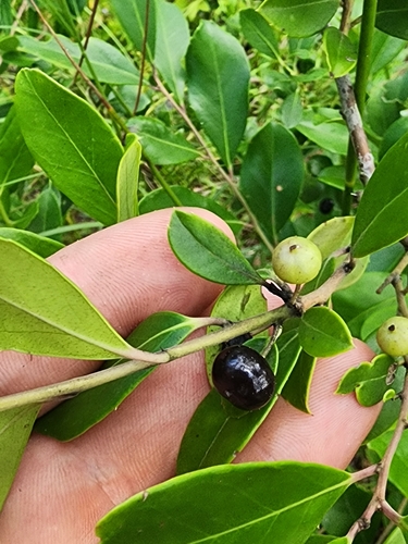 Image of Ilex coriacea by (c) Scott Allen Davis, some rights reserved (CC BY)