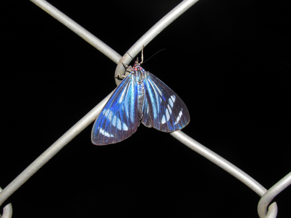 Isostola philomela