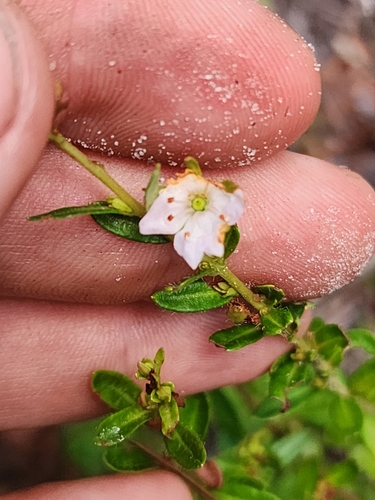 Image of Kalmia hirsuta by (c) Scott Allen Davis, some rights reserved (CC BY)