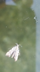 Ethmia discostrigella