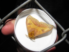 Automeris jucunda