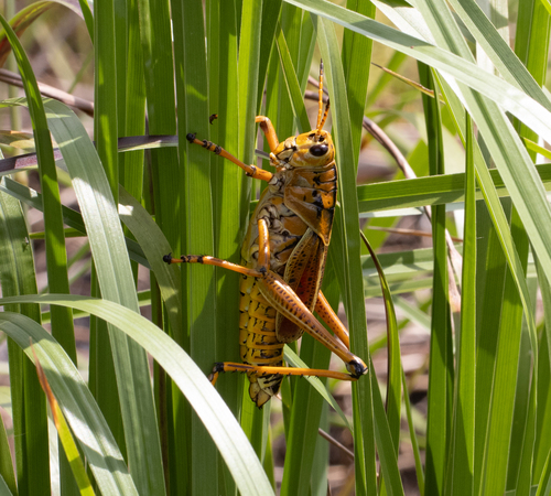 Eastern Lubber Grasshopper