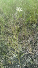 Asclepias longifolia image