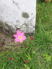 Zephyranthes rosea