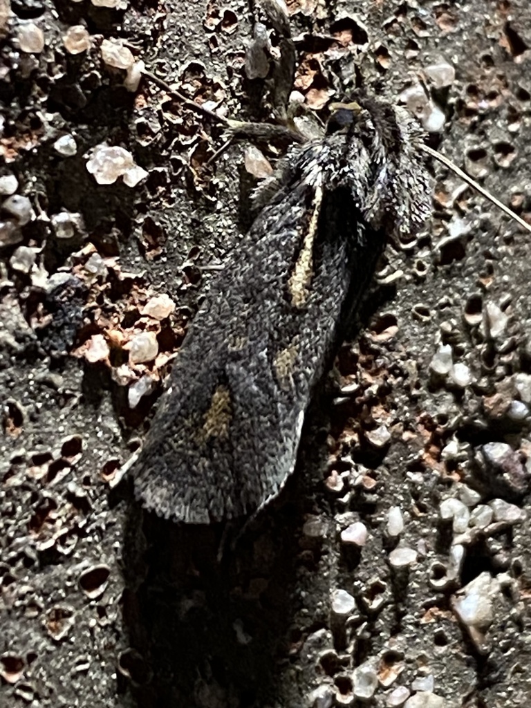 Clemens' Grass Tubeworm Moth from Oklahoma Rd, Sykesville, MD, US on ...