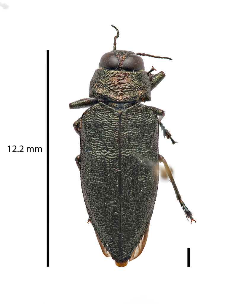Actenodes simi