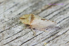 Xerophloea