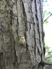 Goniops chrysocoma