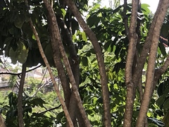 Glaucidium palmarum
