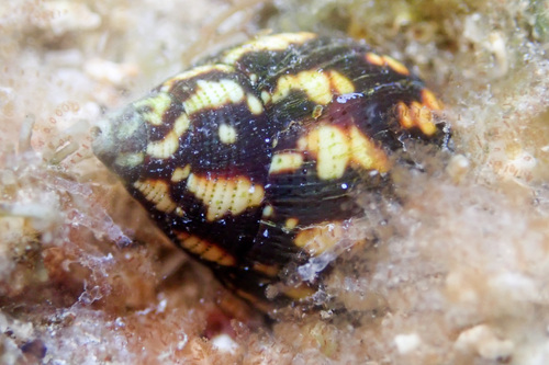 Mitra maculosa, 2024-08-07