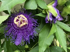 Passiflora
