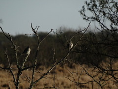 Thraupis sayaca