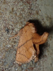 Apoda y-inversa