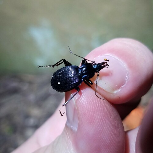 Two-ridged False Snail-eating Beetle photo 4