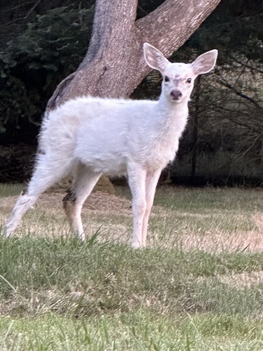 Columbian Black-tailed Deer photographed in Washington