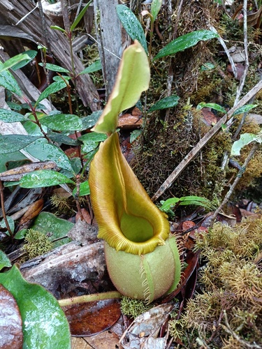 Nepenthes veitchii