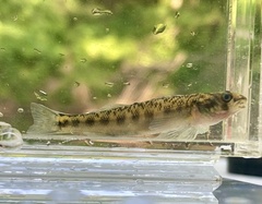 Channel Darter photo 2