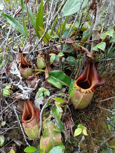 Nepenthes veitchii
