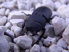 Dorcus parallelipipedus