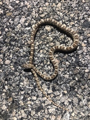 Trimorphodon lyrophanes