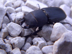 Dorcus parallelipipedus