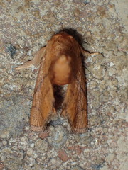 Apoda y-inversa