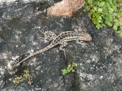 Sceloporus teapensis
