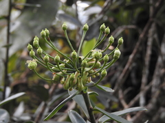 Marcgraviaceae