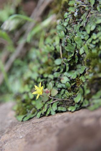 Sedum modestum