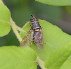 Hermetia chrysopila