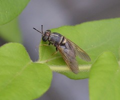 Hermetia chrysopila