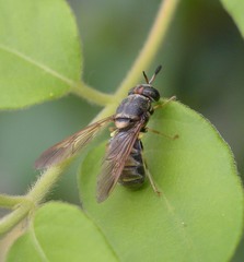 Hermetia chrysopila