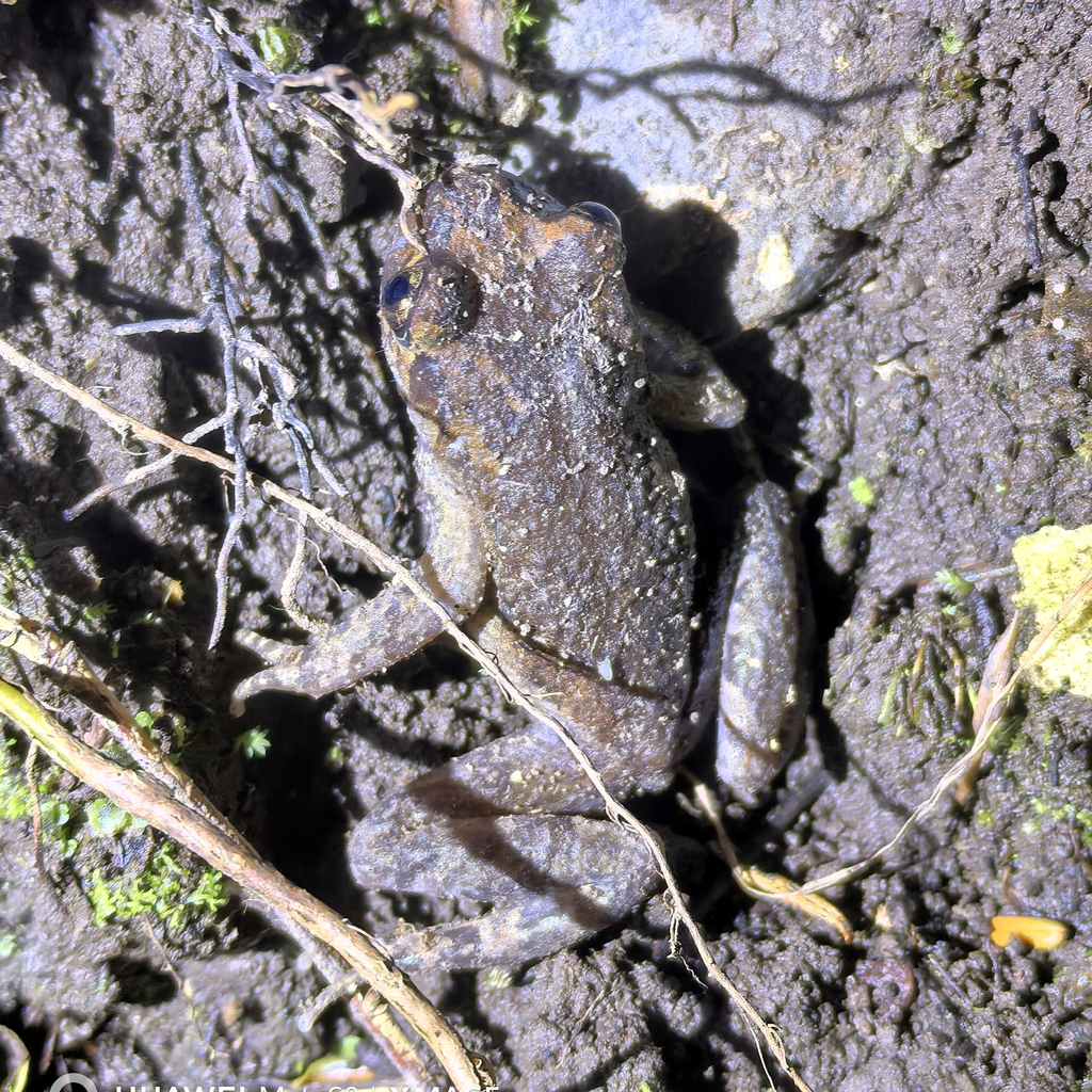 Webless Toothed Toad