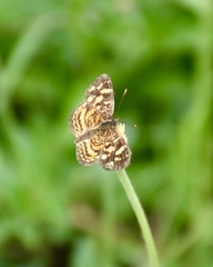 Anthanassa frisia