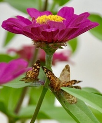 Anthanassa frisia
