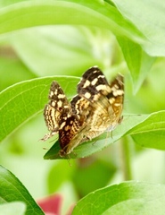Anthanassa frisia