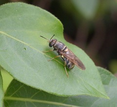 Hermetia chrysopila