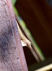 Anolis argenteolus