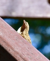 Anolis argenteolus
